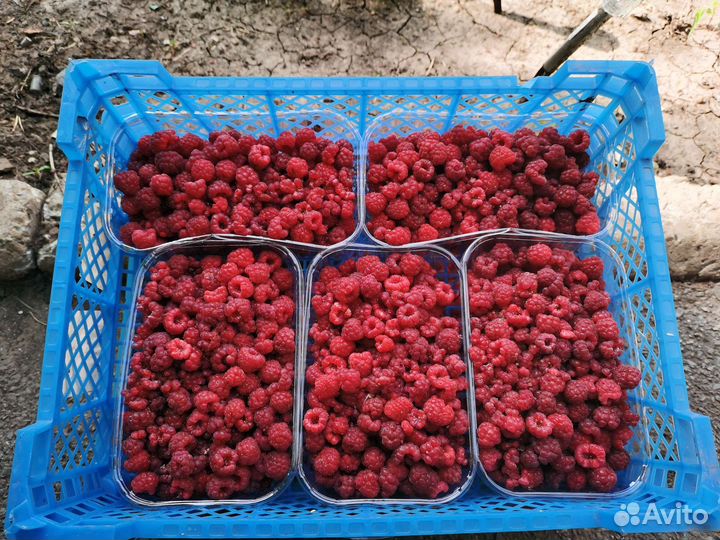 Рассада малины Полька