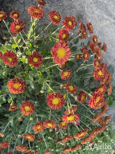 Хризантема в горшке