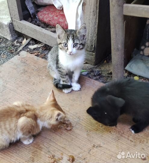 Малыши ищут дом