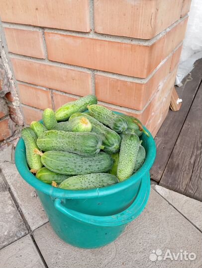 Огурцы свежие домашние