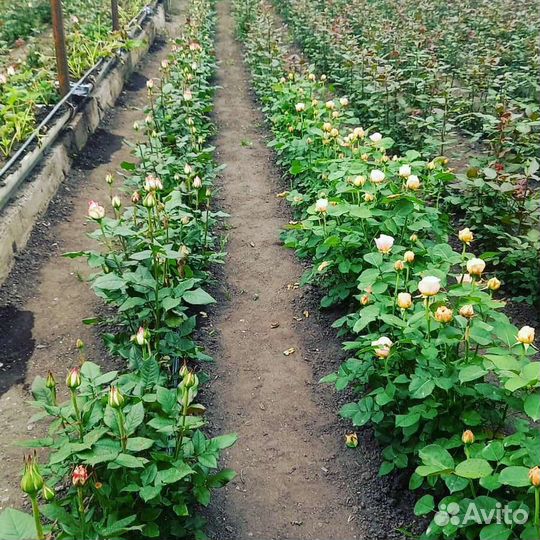 Роза тепличная от производителя