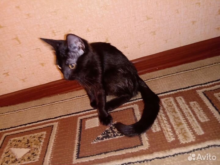 Котята в добрые руки бесплатно