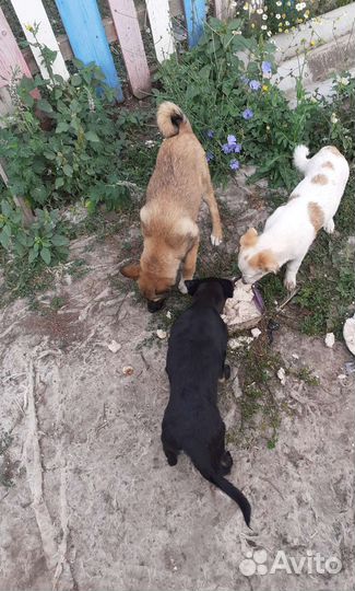 Отдам щенков