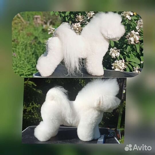 Бишон фризе-море позитива