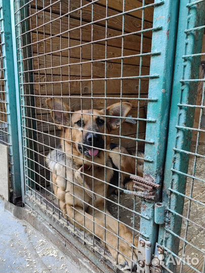 Дружелюбная спокойная рыжая собака из приюта в дар