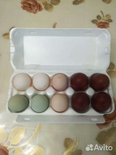 Яйцо инкубационное Маран ч/м, Ухейулюй,брама,нидер