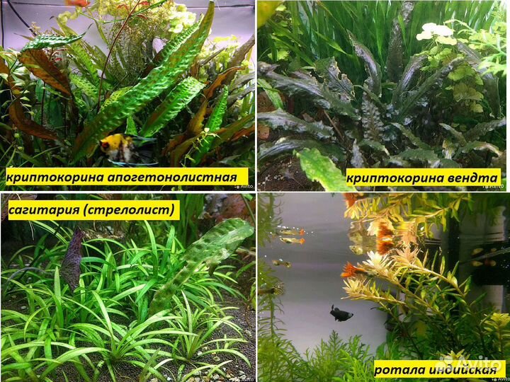 Растения из своего аквариума