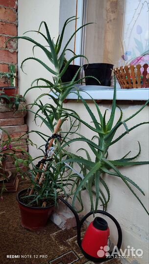 Алоэ вера лечебный