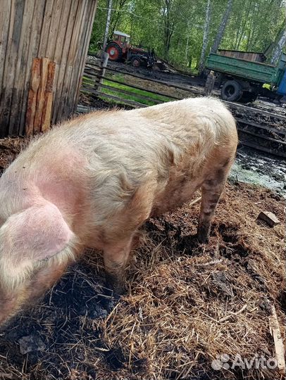 Сельхоз животные