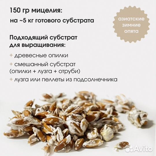 Мицелий Эноки. Семена грибов