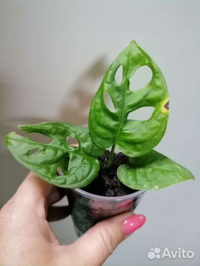 Монстера Манки маск