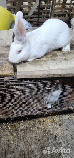 Кролики на мясо