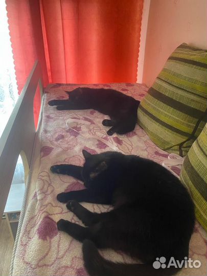 Передержка и выгул домашних животных