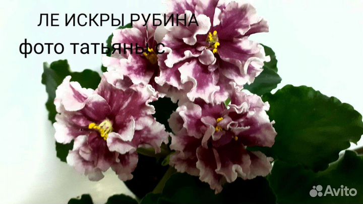 Сортовые фиалки на срез