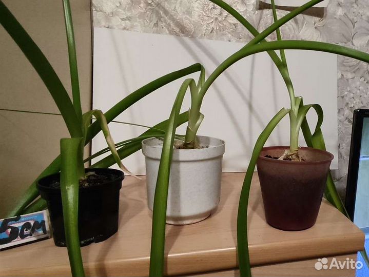 Индийский лук (лечебное растение)