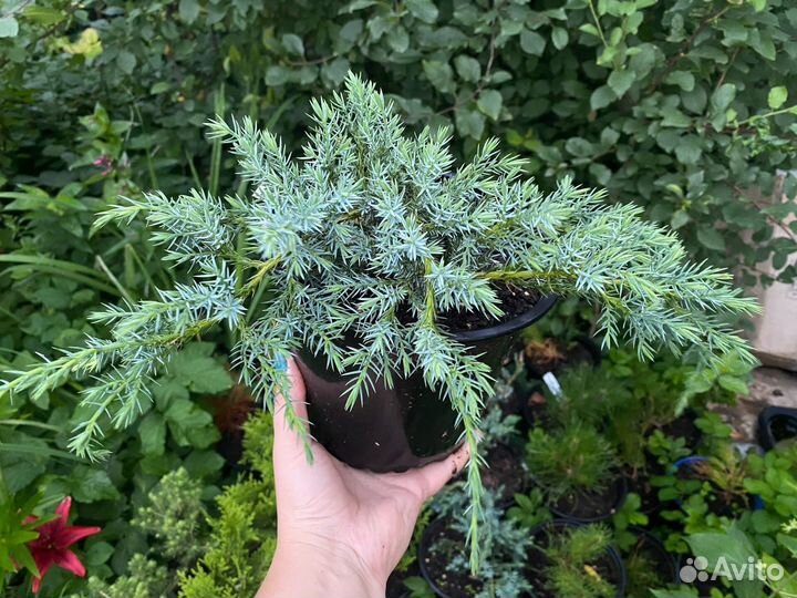 Можжевельник