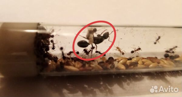 Муравьиная ферма отличный подарок окончанию школы