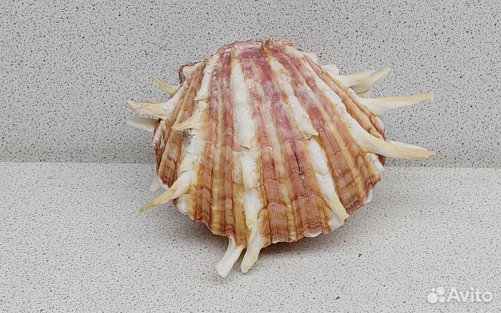 Спондилус 8,3 морская ракушка раковина