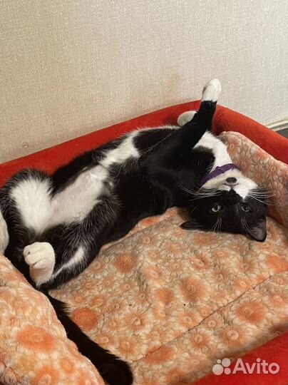 Котенок