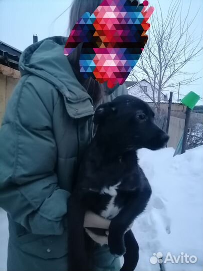 Щенки в добрые руки