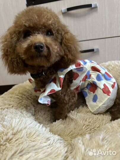 Мальтипу вязка