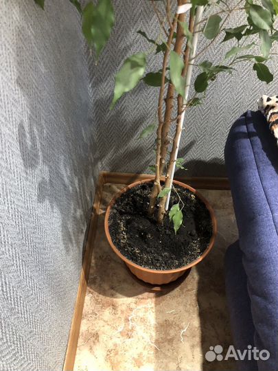 Фикус бенджамина большой