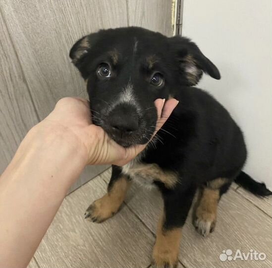 Солнышко. щенок в дар