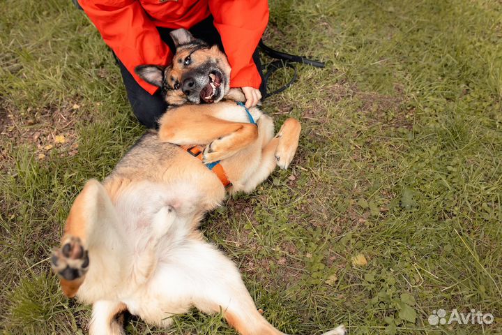 Собака из приюта ищет дом