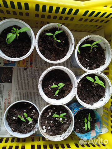 Рассада помидор