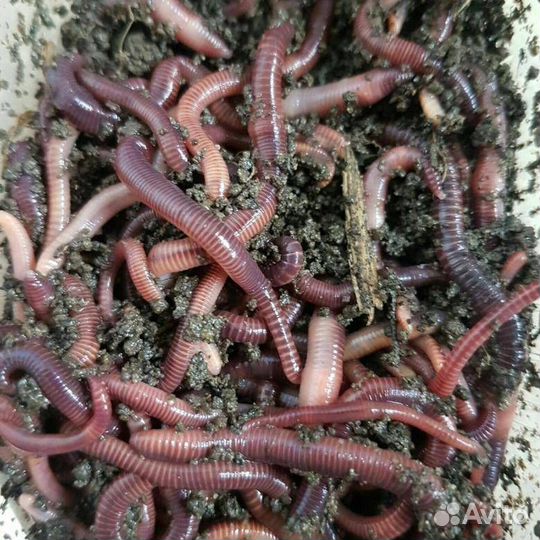 Черви крупные для рыбалки