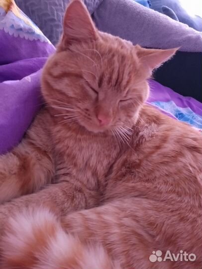 Кот для вязки