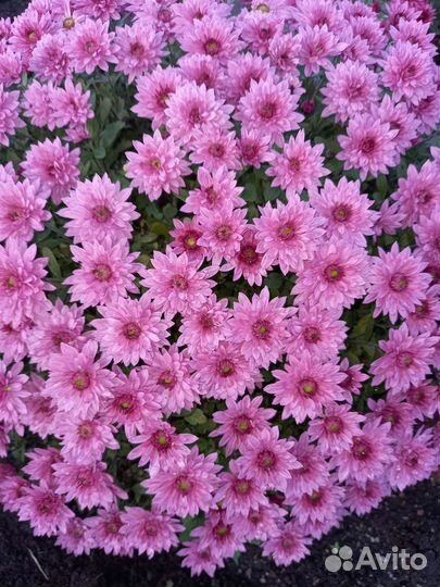 Мультифлора