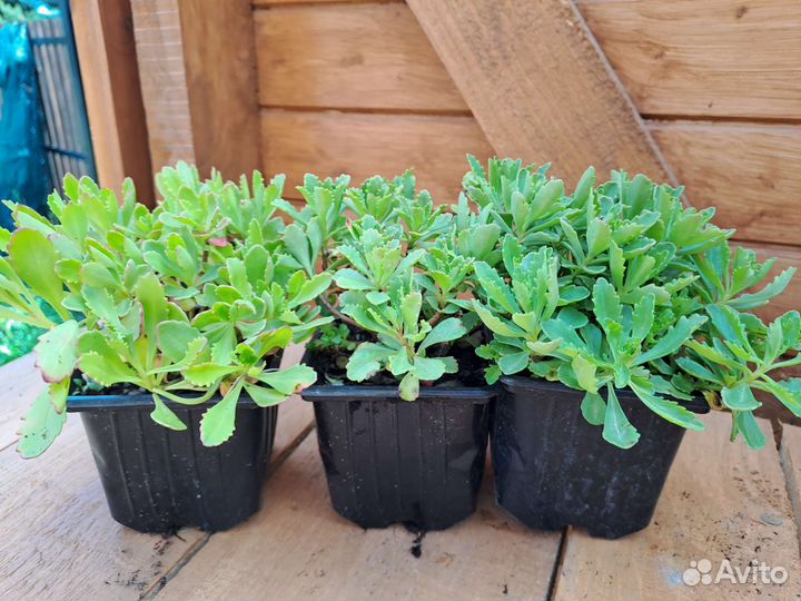 Очиток сортовой, саженцы