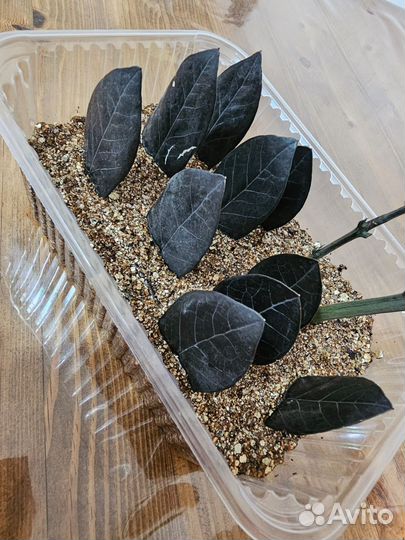 Замиокулькас черный