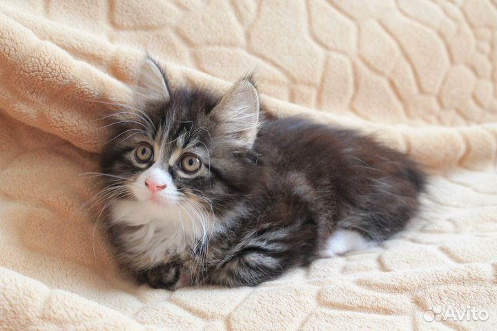 Курильский бобтейл