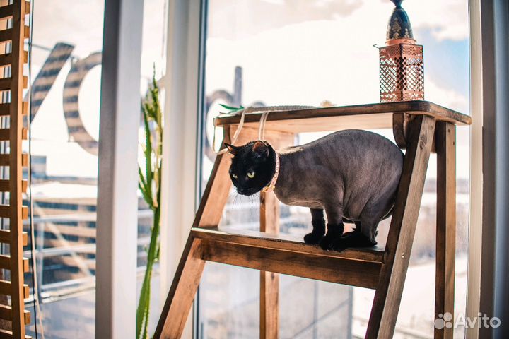 Стрижка кошек