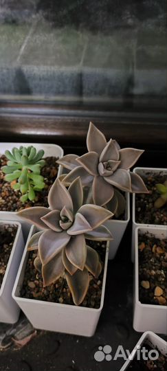 Суккуленты