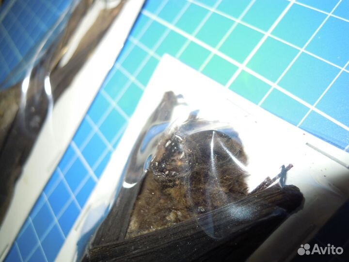 Чучела для Ани