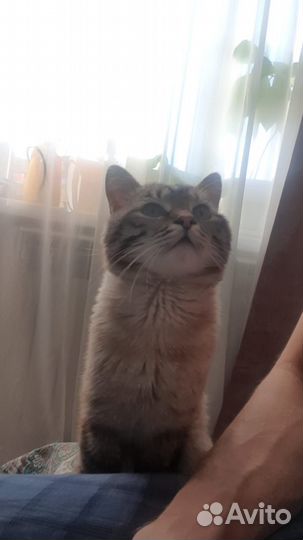 Тайский кот вязка