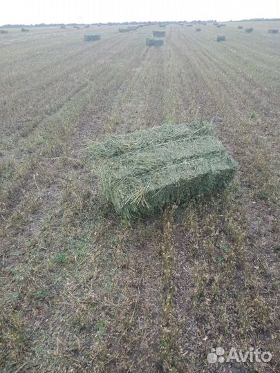 Люцерна в тюках