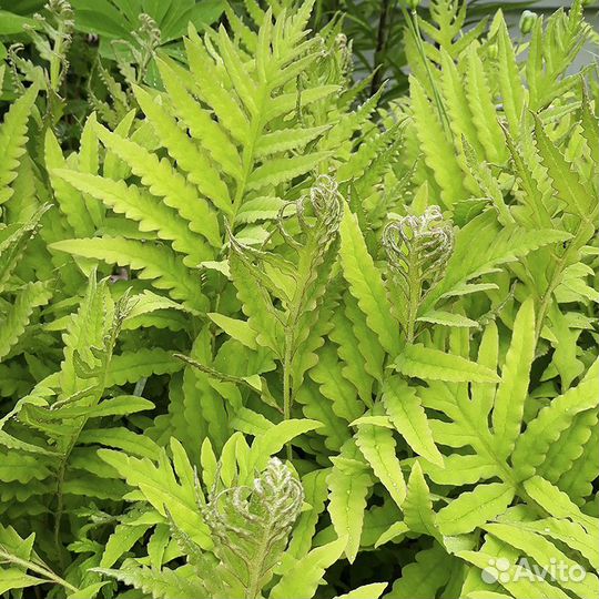 Многолетники для тенистых садов