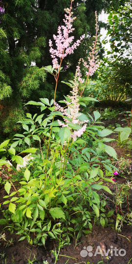 Многолетники