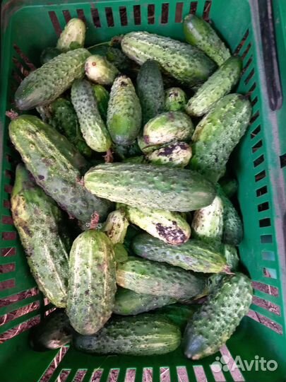 Кабачки, огурцы