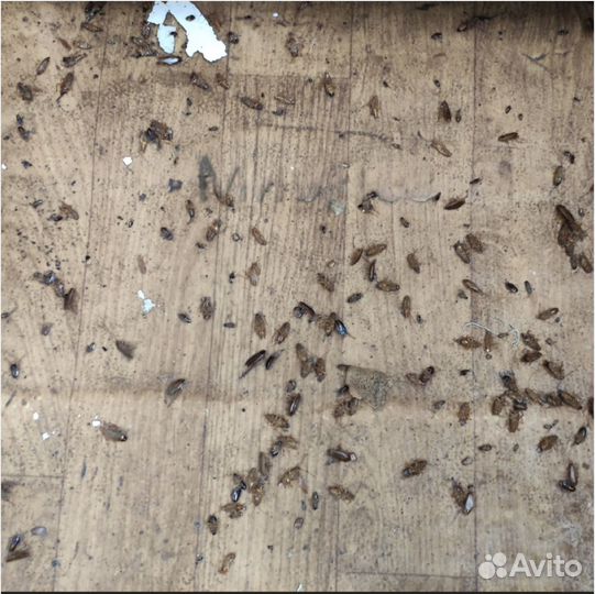 Уничтожение тараканов, травить клопов, обработка