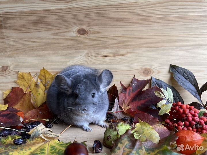Шиншилла самка фиолетовая