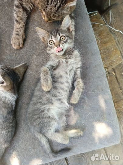 Прелестница шиншилла - котёнок