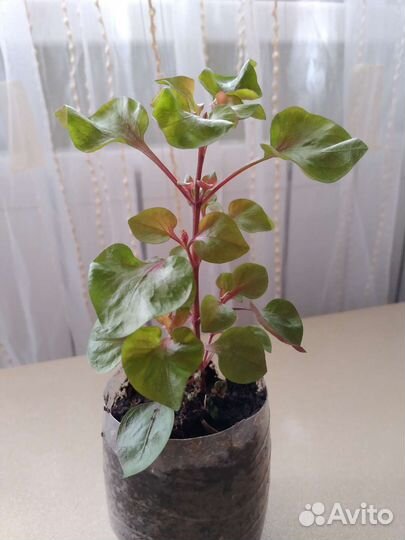 Альтернантера