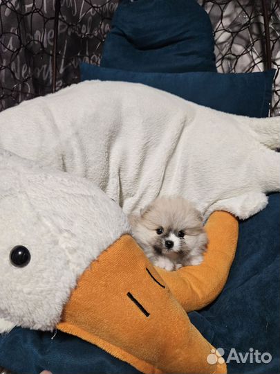 Щенки шпица