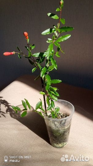 Гранат комнатный