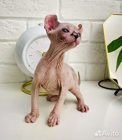 Котенок Эльф